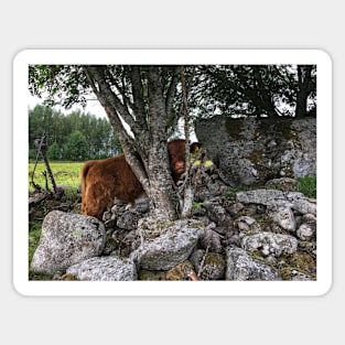 Scottish Highland Cattle Calf 1811 Sticker